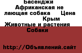 Басенджи (Африканская не лающая собака). › Цена ­ 35 000 - Крым Животные и растения » Собаки   